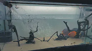 Дискусы и подмены воды